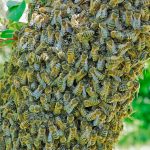Здоровье пчелиной семьи