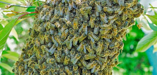 Здоровье пчелиной семьи