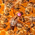 Пчелиная матка и ее роль в улье