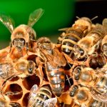 Болезни пчелиной матки