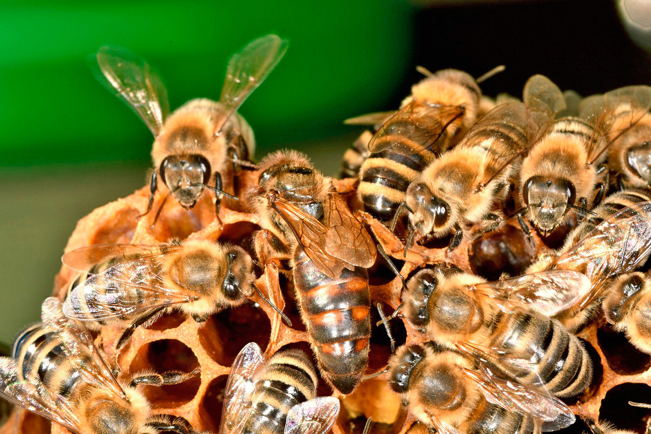 Болезни пчелиной матки