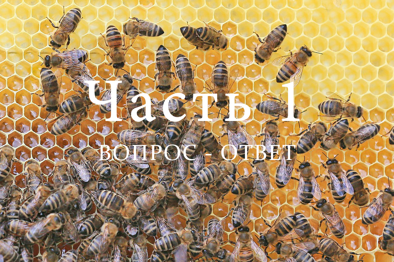 Пчелиная семья, часть 1