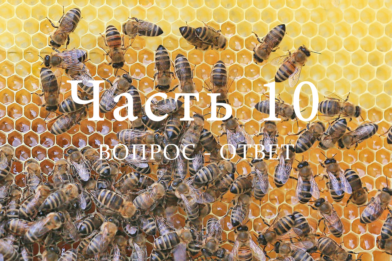 Пчелиная семья, часть 10