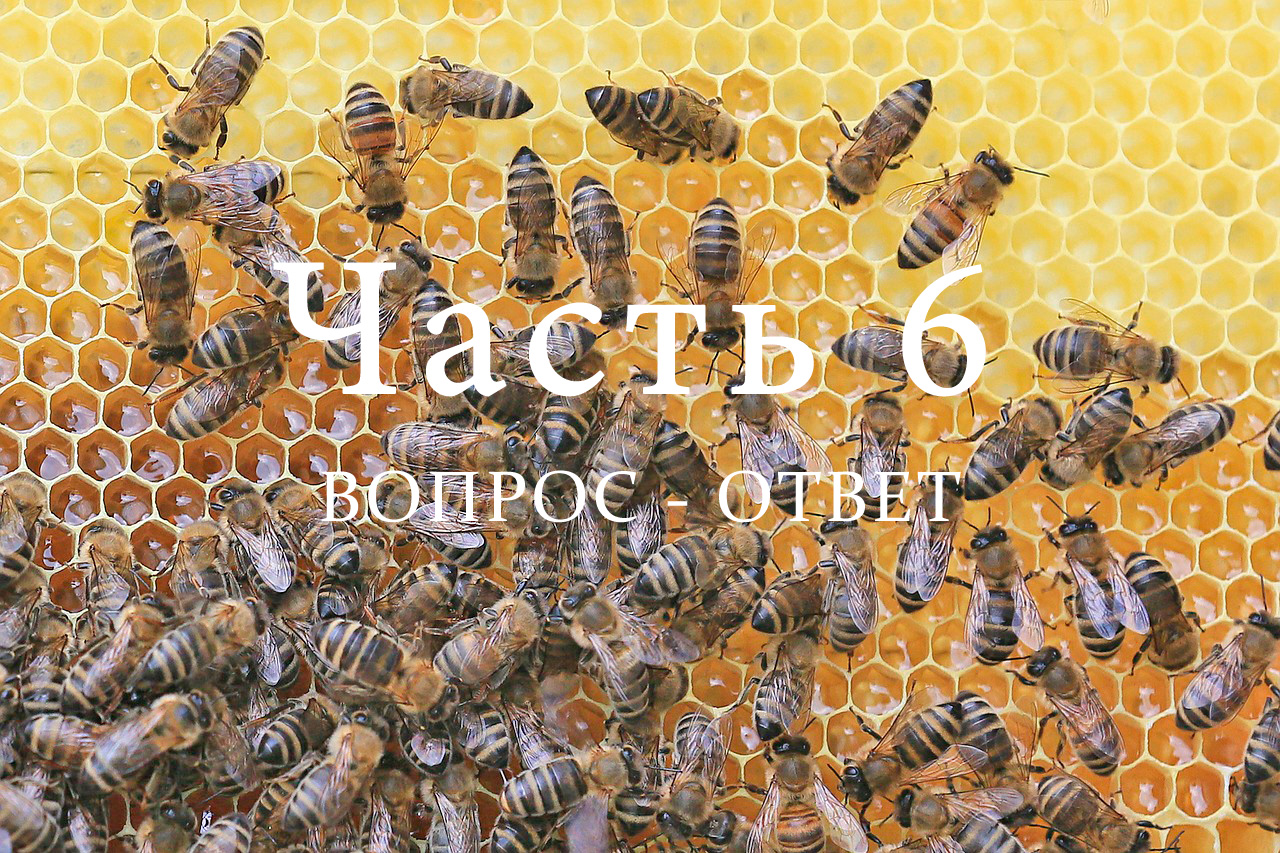 Пчелиная семья, часть 6