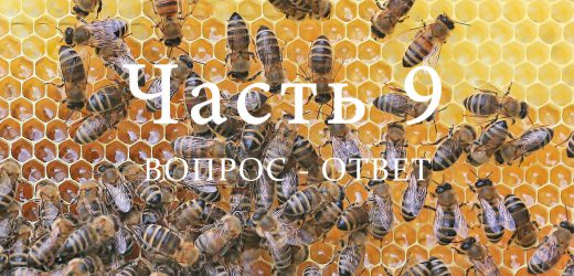 Пчелиная семья, часть 9