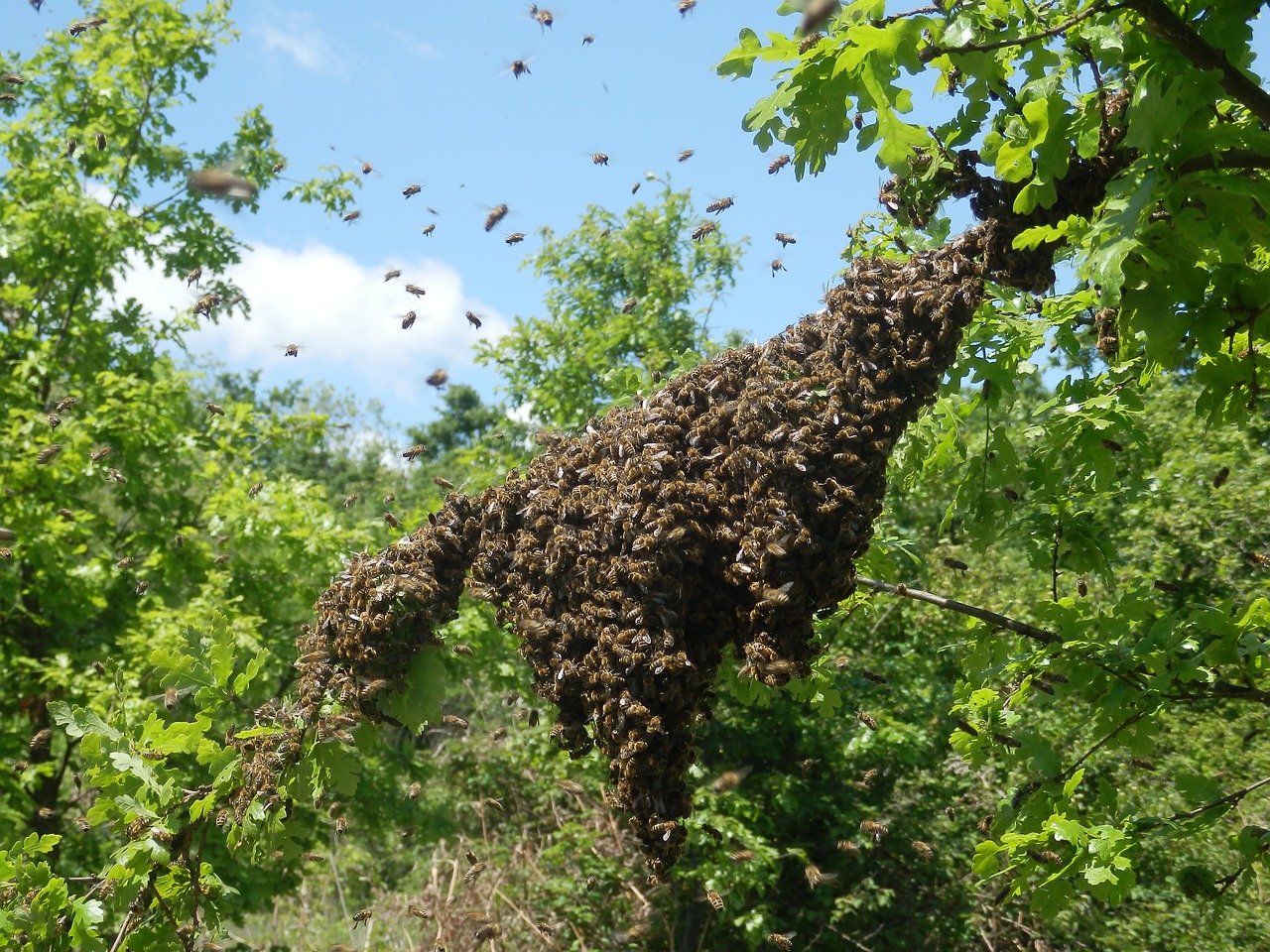 Предотвращаем роение пчел