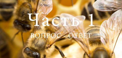 Разведение пчел, часть 1