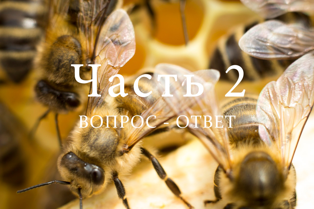 Разведение пчел, часть 2