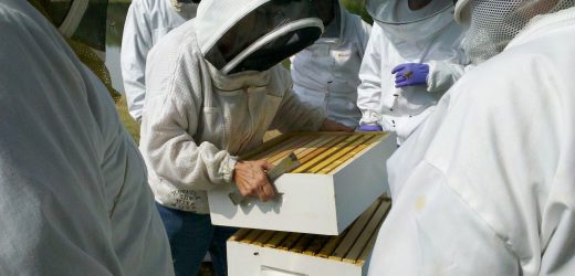 Современное пчеловодство