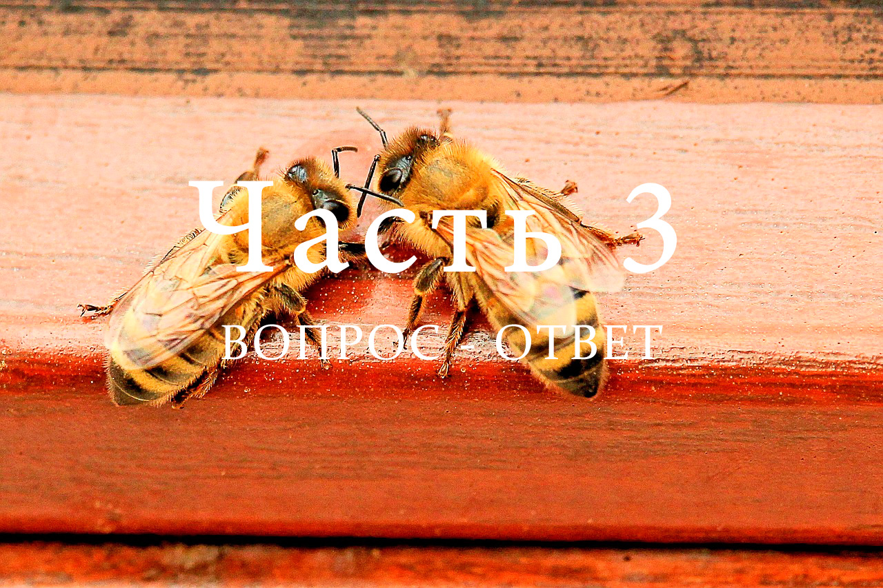 Всё о пчёлах, часть 3